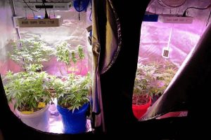 guia cultivo interior marihuana