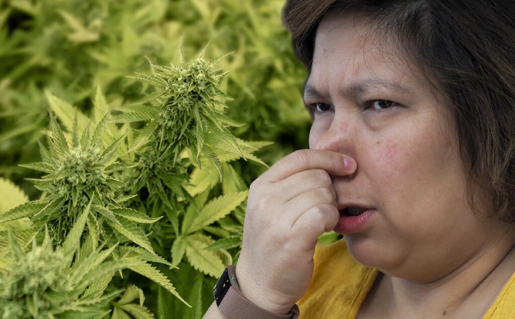 como eliminar olor marihuana cultivo interior