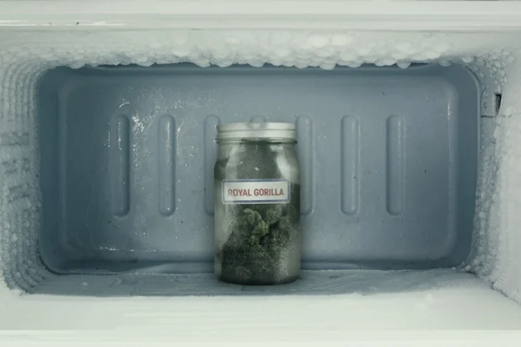 congelar cannabis
