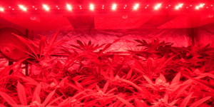 efecto emerson cultivo interior marihuana