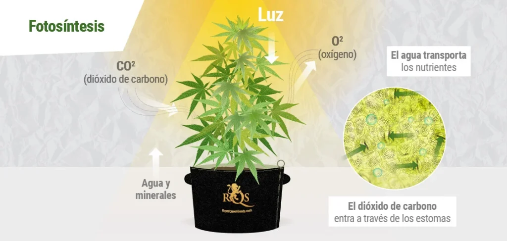 fotosintesis marihuana