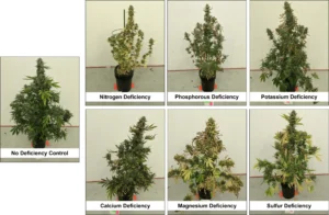 sintomatologia foliar plantas cannabis