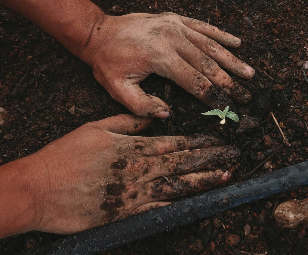 Cómo mantener un Super Soil saludable y próspero