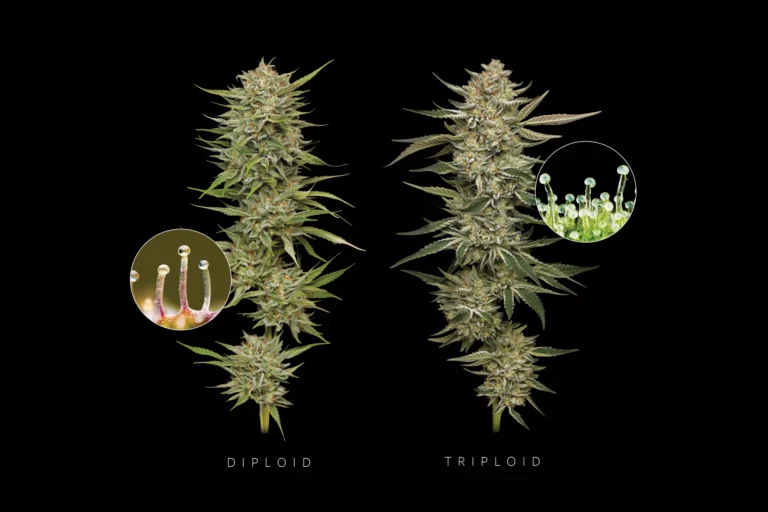 humboldt triploid cannabis seeds