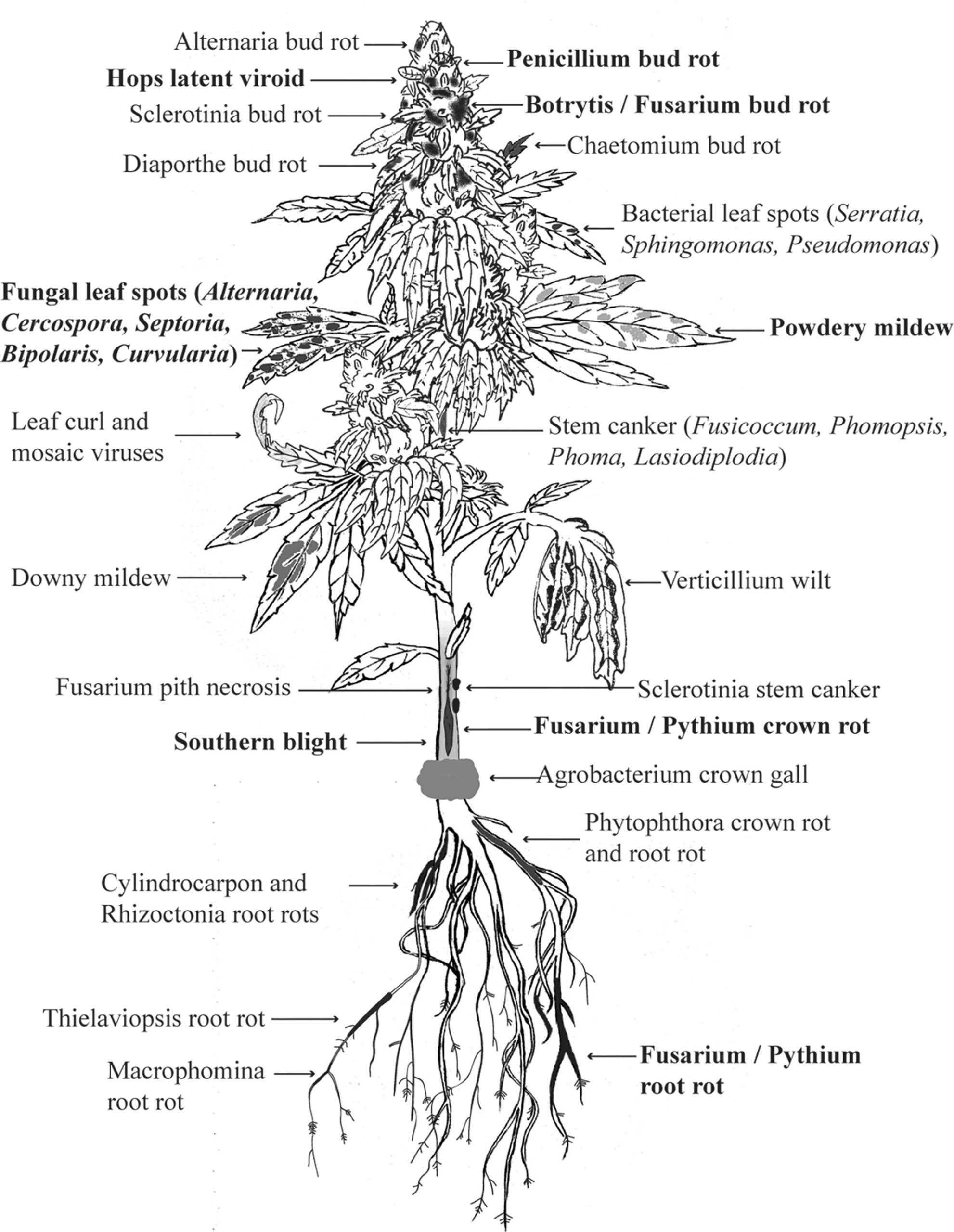 enfermedades del cannabis