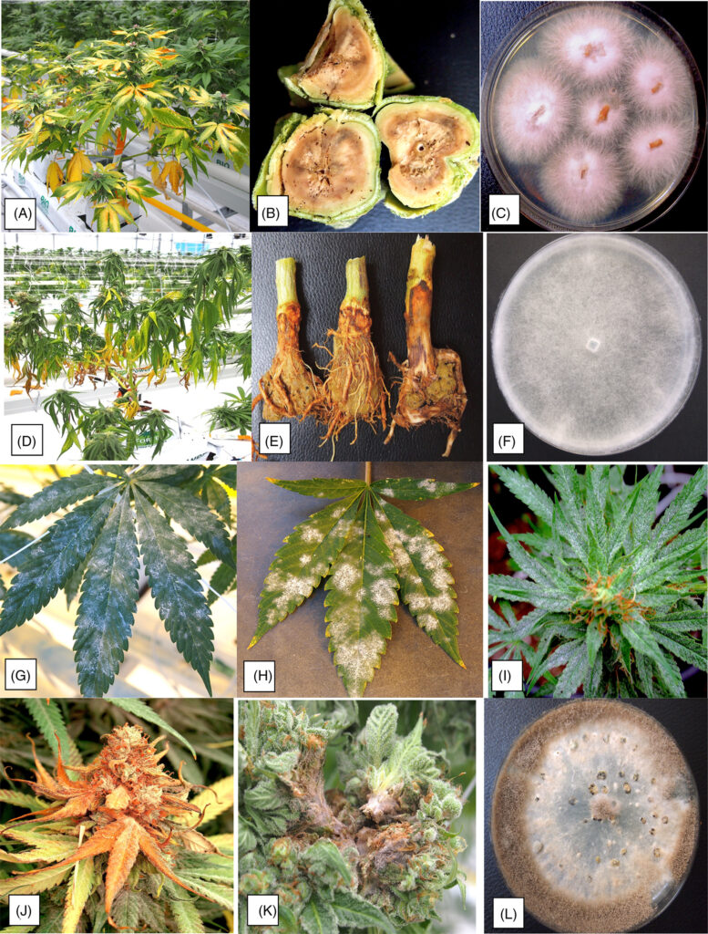 Patógenos emergentes en plantas de cannabis y cáñamo
